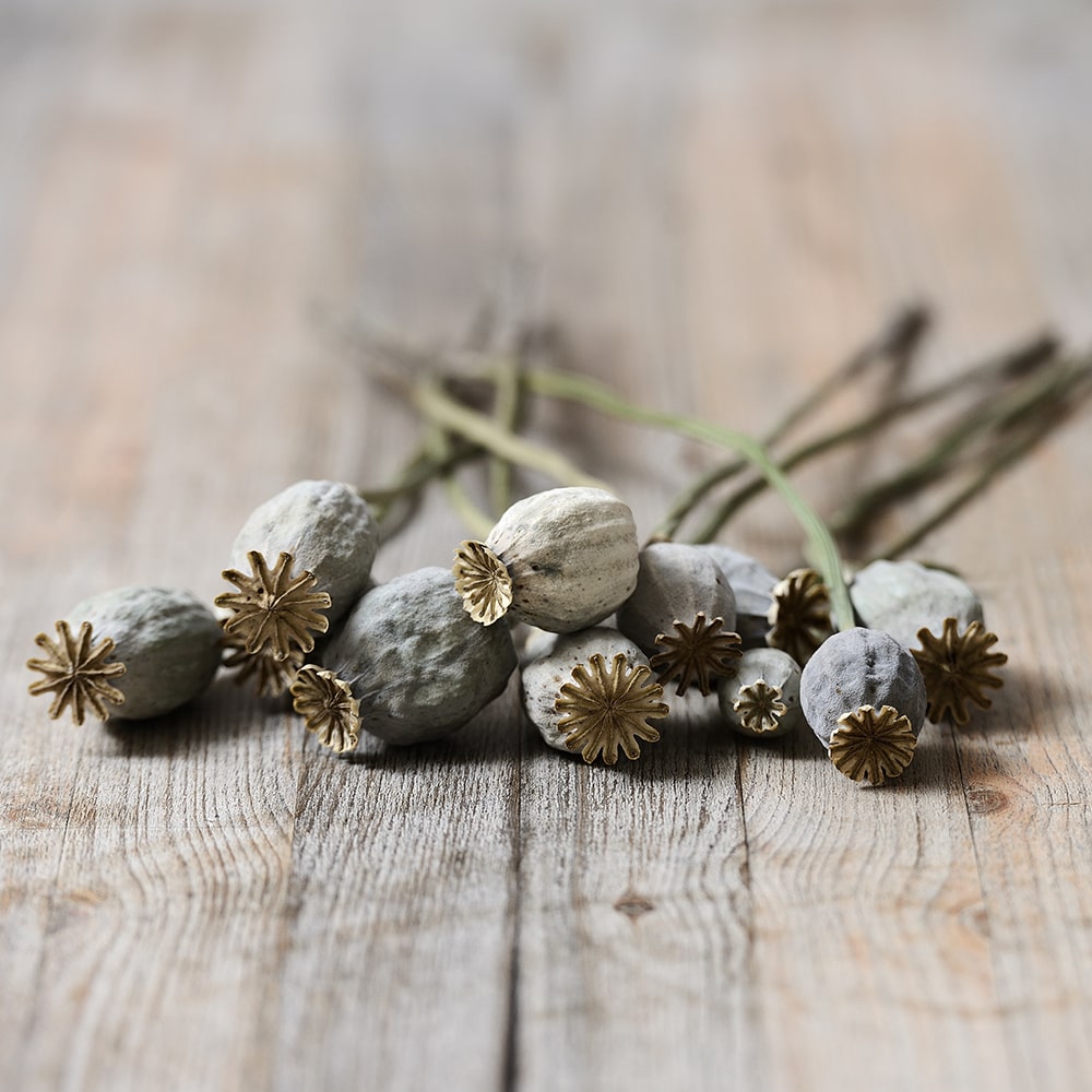 Decorative Dried Poppy